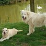 Phi-Loup