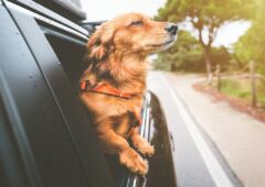 chien voiture (2)