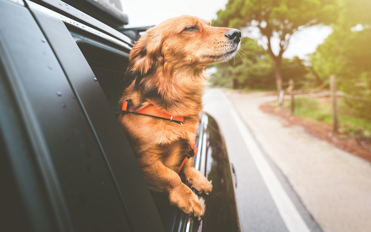 chien voiture (2)