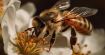 Des abeilles cyborgs contrôlées à distance : la Chine transforme les insectes en espion