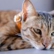 Collier chat Catlog