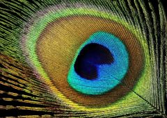 Plume de paon laser