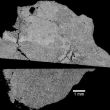 meteorite lunaire