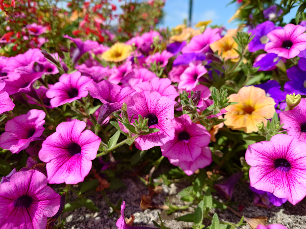 sony xperia 1 vii test