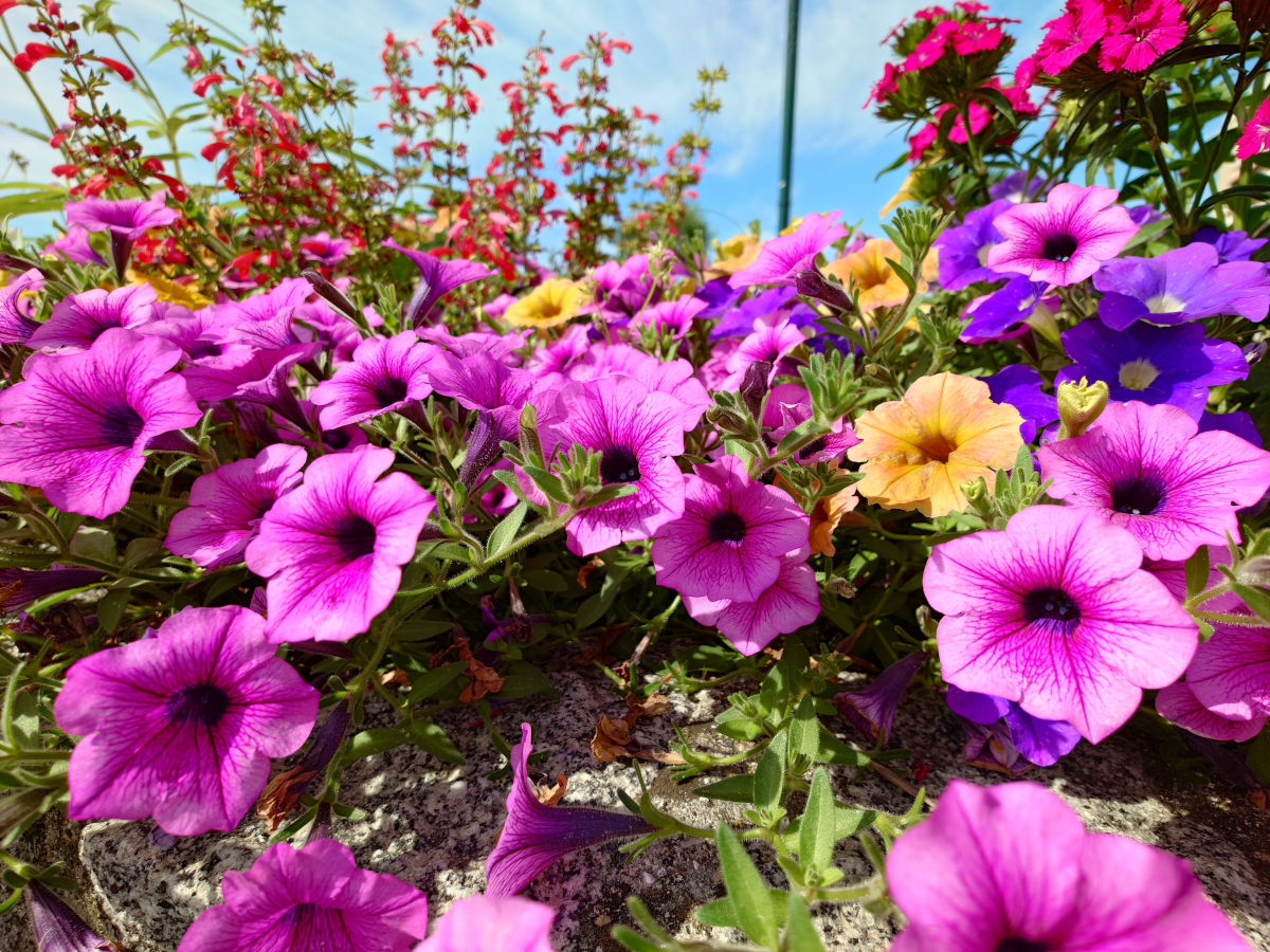 sony xperia 1 vii test