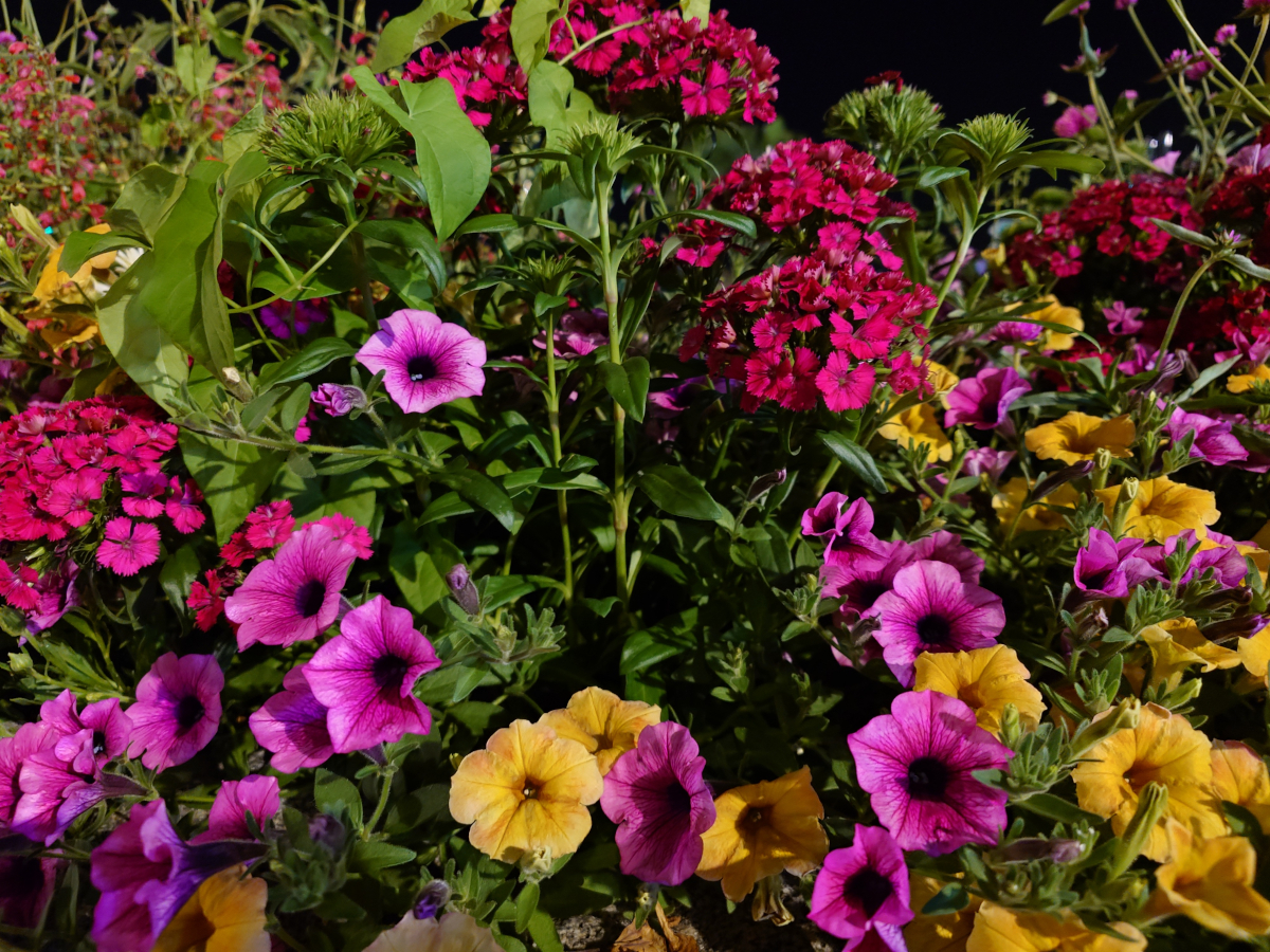sony xperia 1 vii test