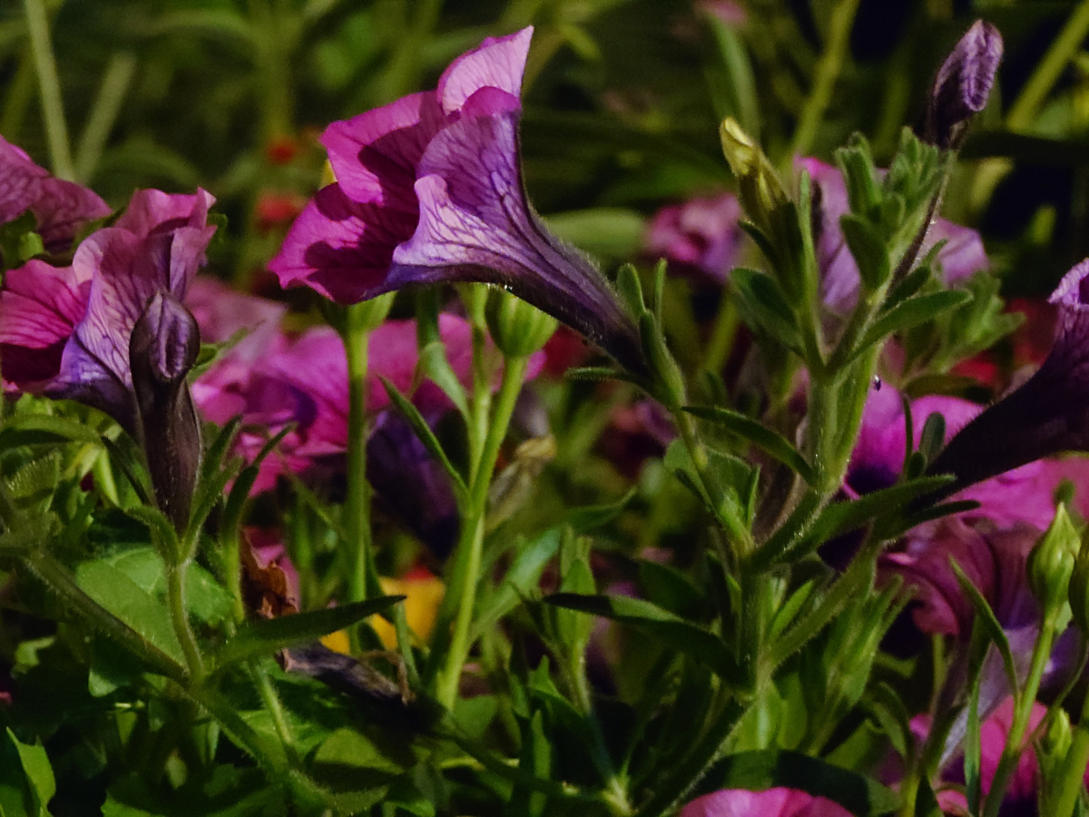 sony xperia 1 vii test