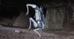 Ce chien robot court tellement vite qu'il brise une vitre en vidéo, et c'est loin d'être le plus impressionnant