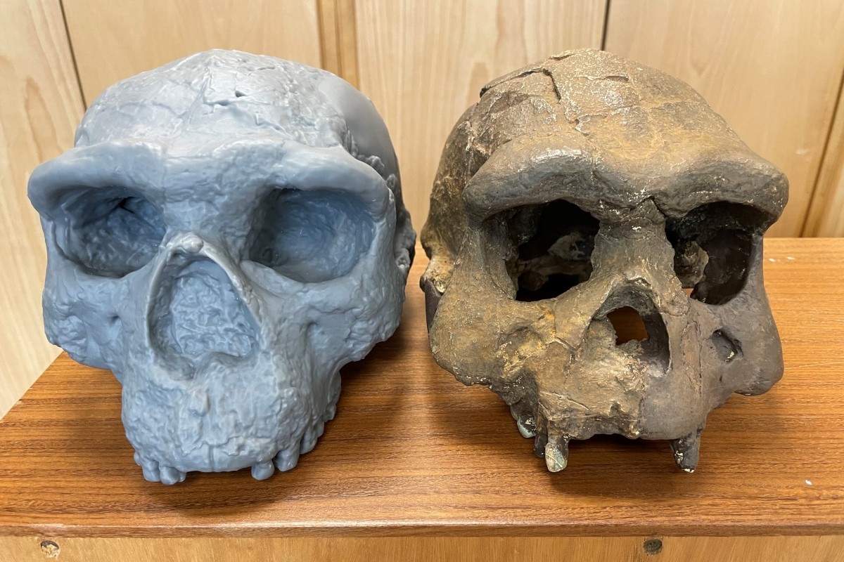 L’étude de ce crâne vieux d’un million d’années remet en question l’histoire de l’Humanité