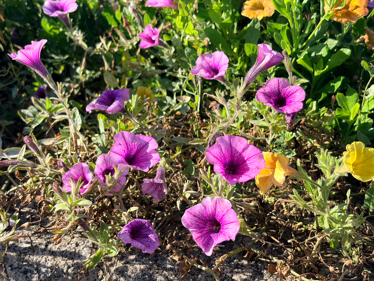 apple iphone air test