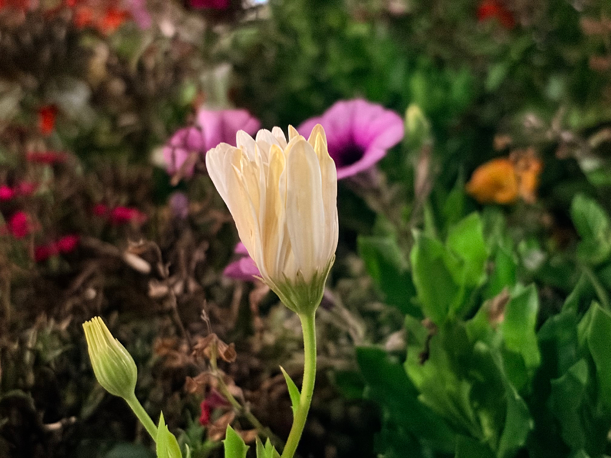 apple iphone air test