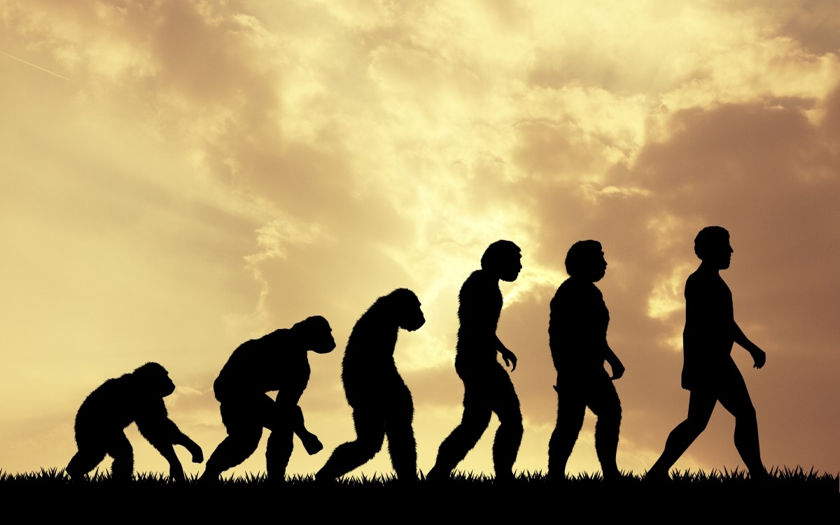 évolution humaine