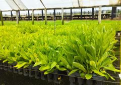 fleurs batteries voitures