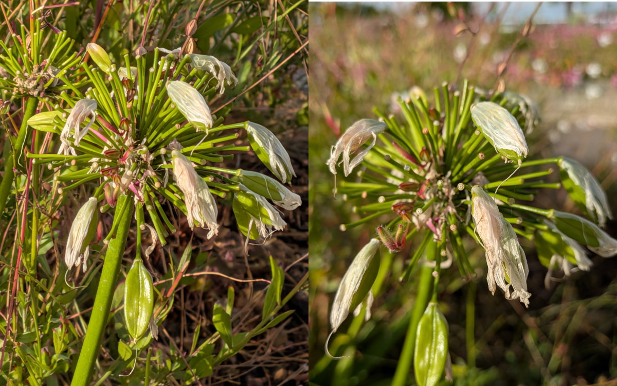 google pixel 10 test