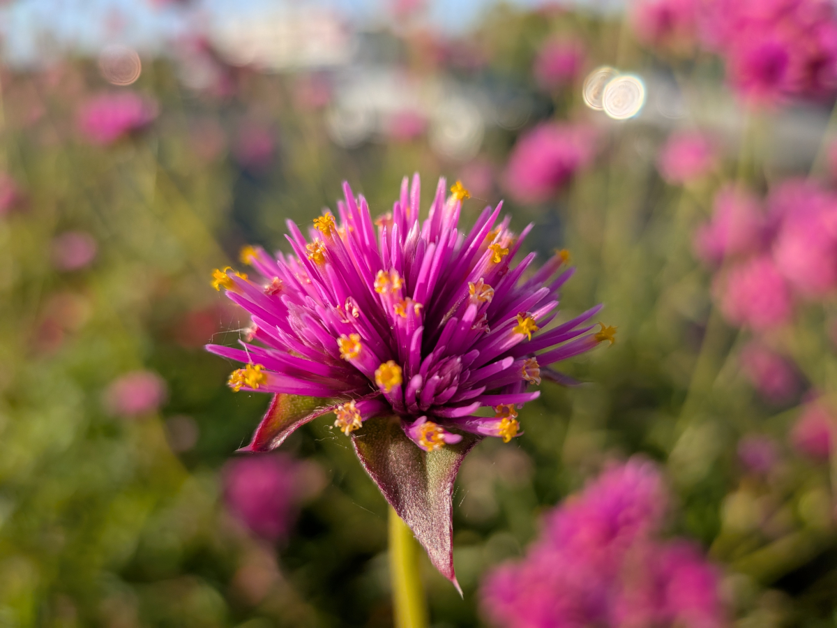 google pixel 10 test