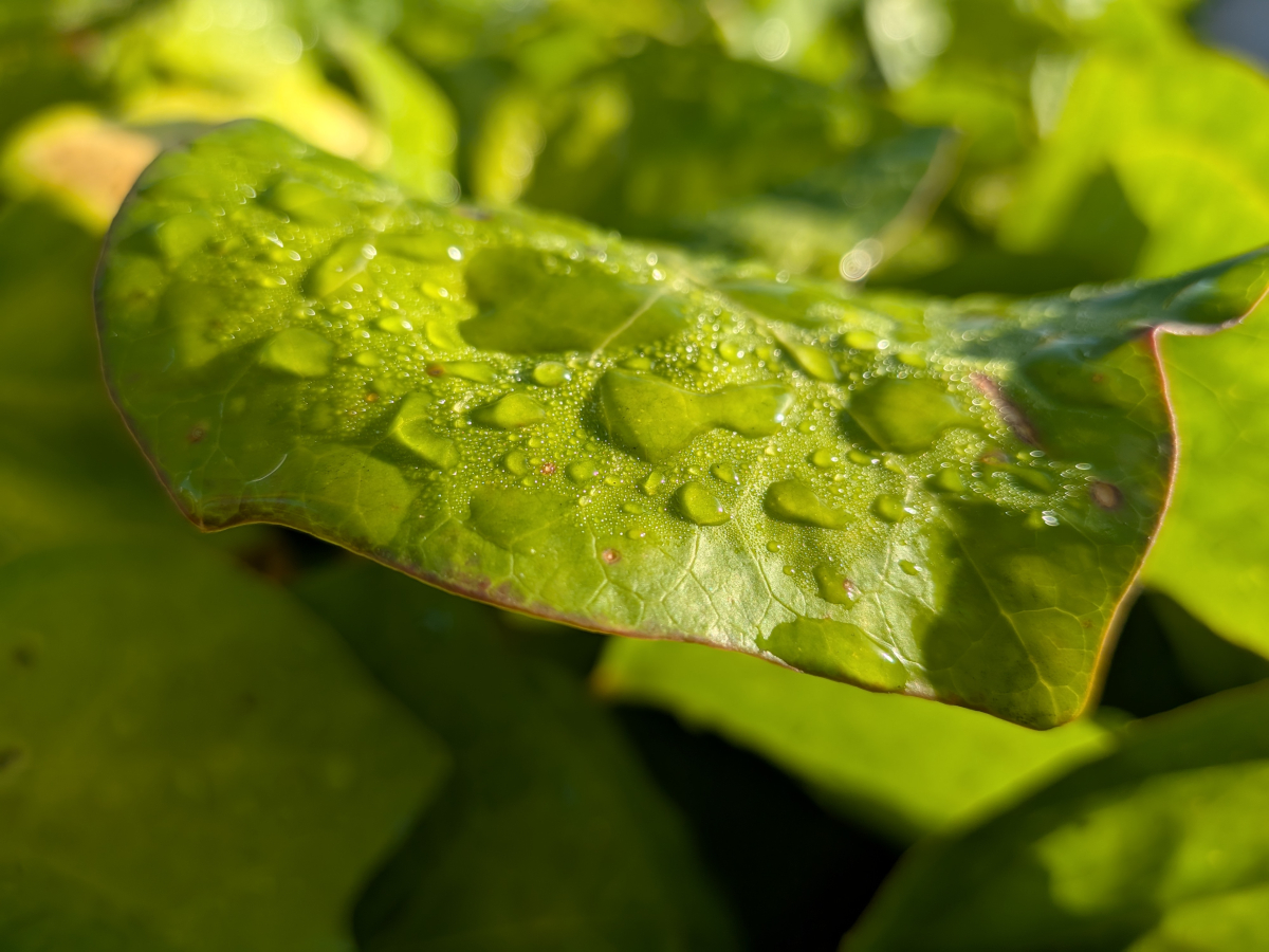 google pixel 10 test