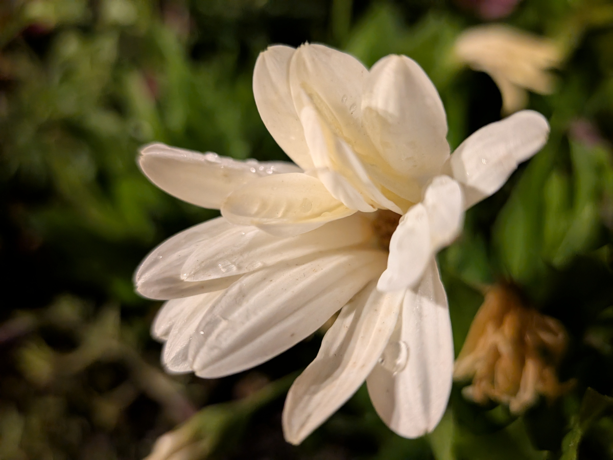 google pixel 10 test