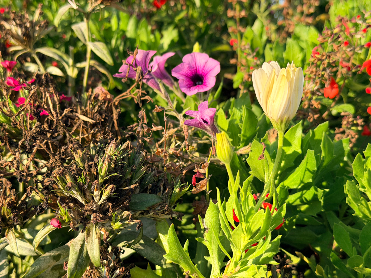 apple iphone 17 pro max test