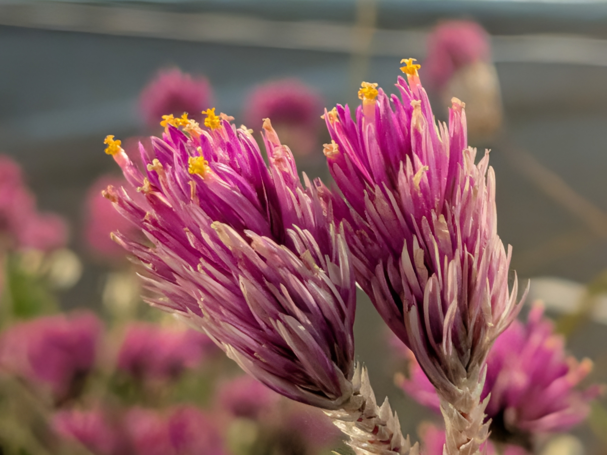 google pixel 10 pro fold test