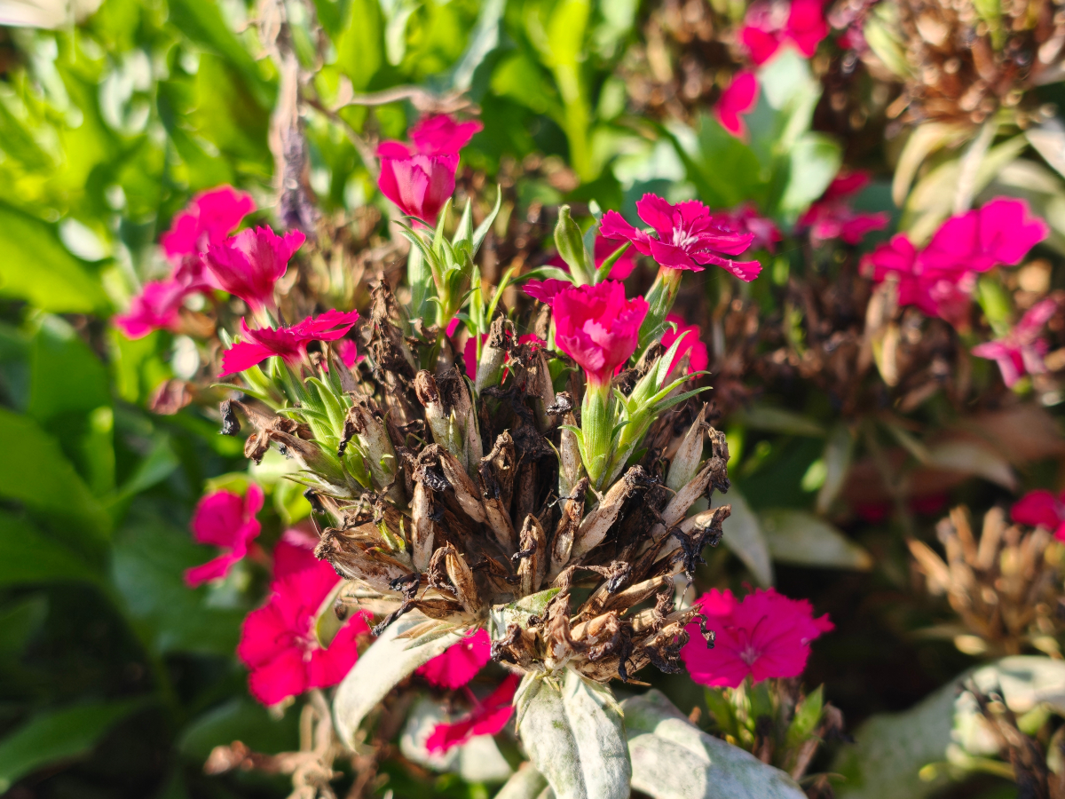 oppo find x9 pro test