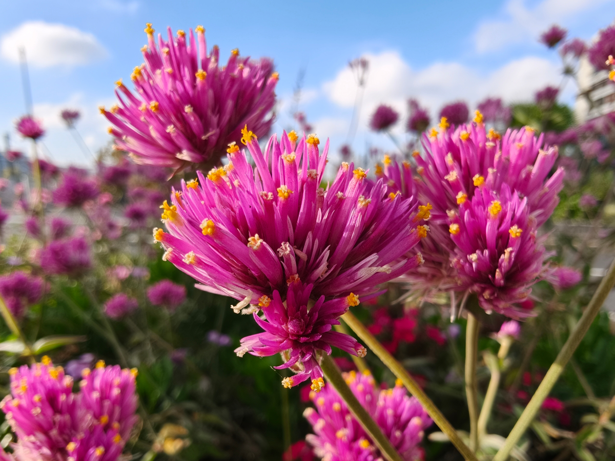 oppo find x9 pro test