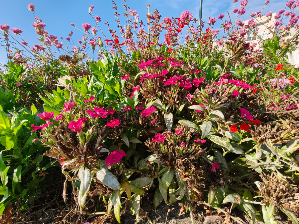 oppo find x9 pro test