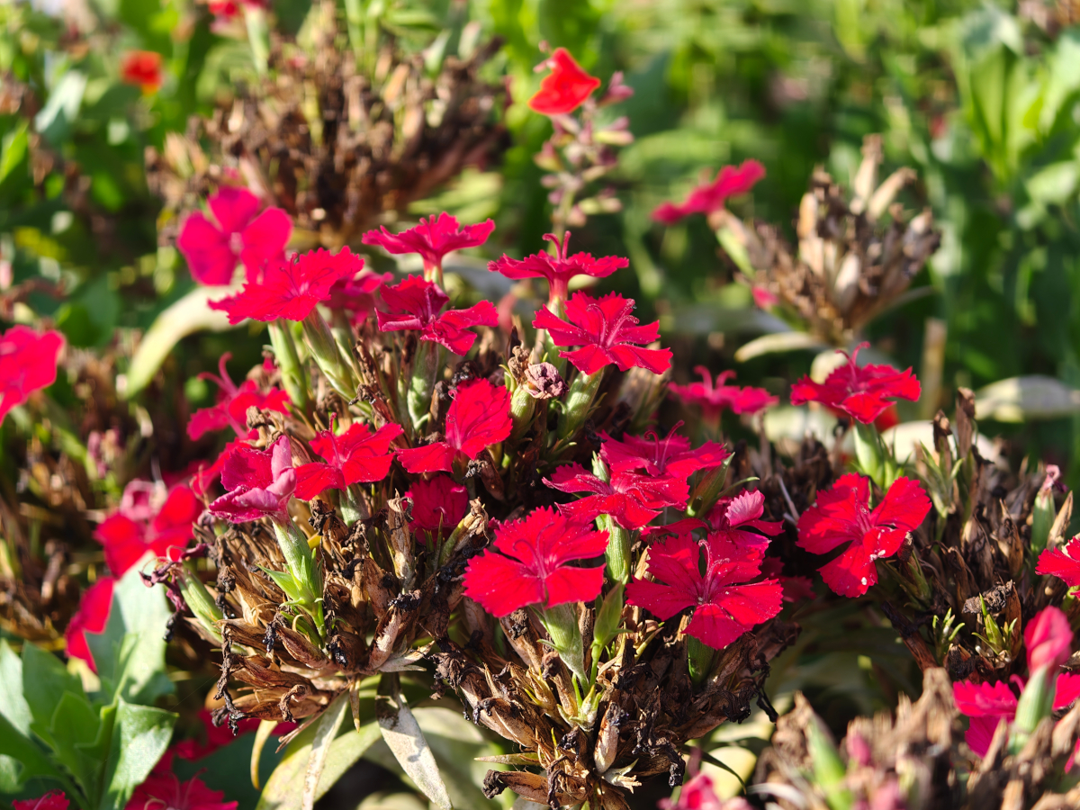 oppo find x9 pro test