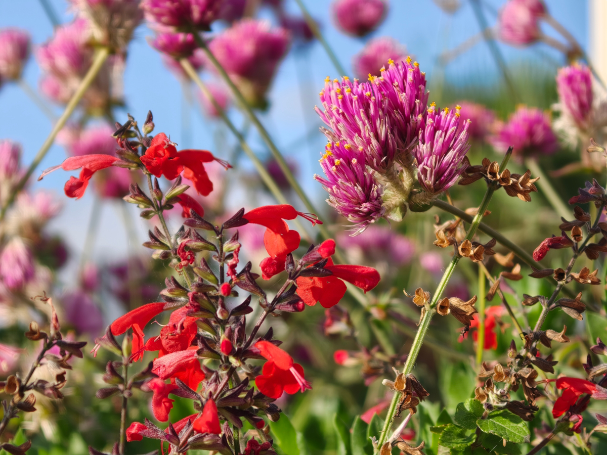 oppo find x9 pro test