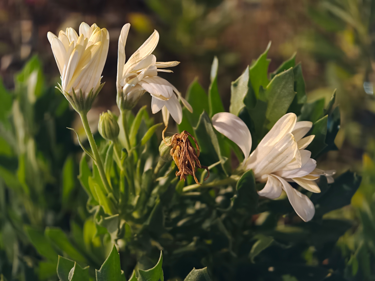 oppo find x9 pro test