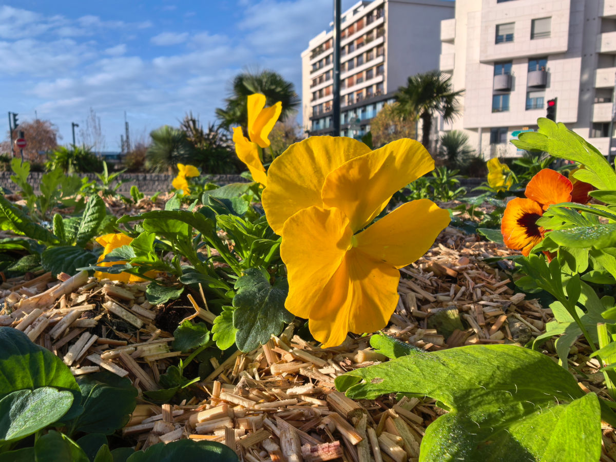 huawei pura 80 ultra test