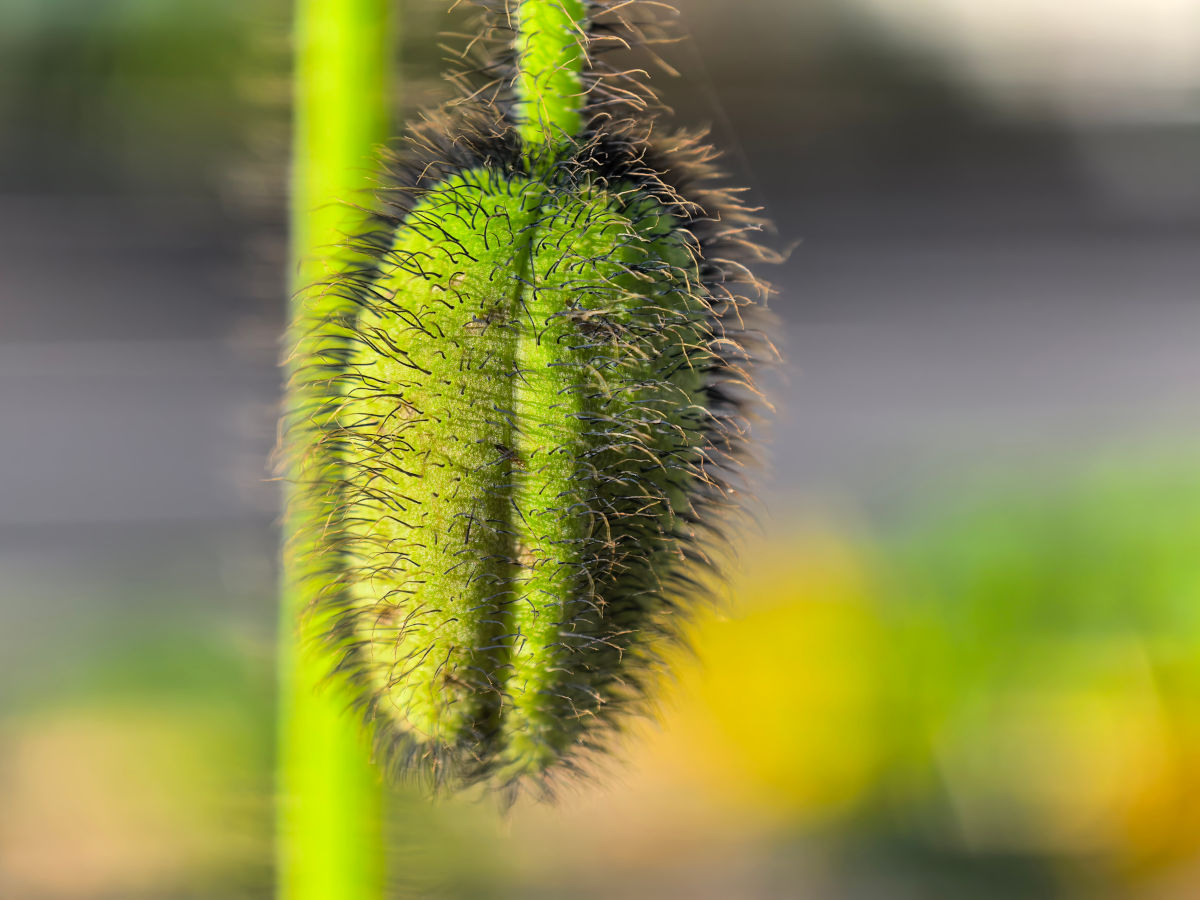 huawei pura 80 ultra test