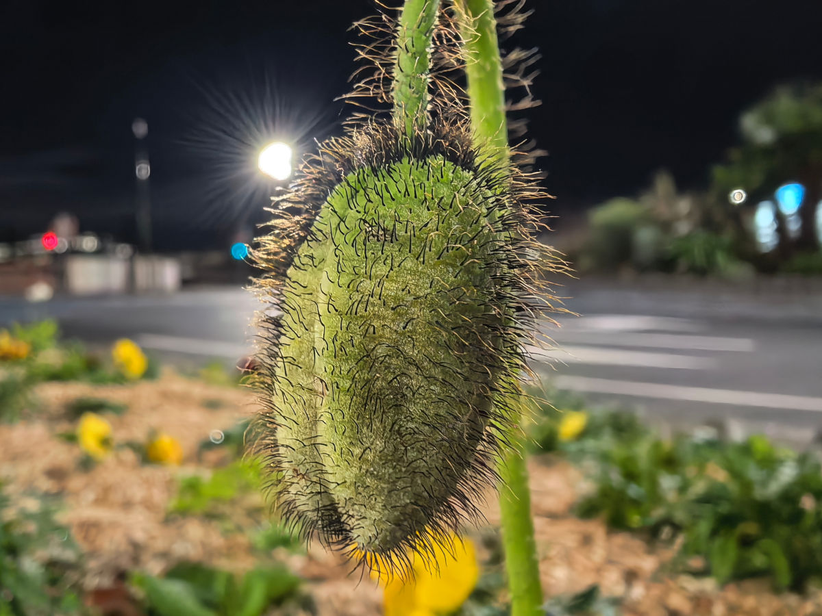 huawei pura 80 ultra test