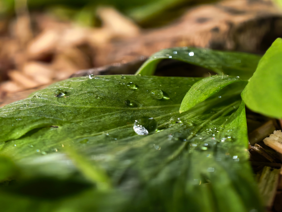 huawei pura 80 ultra test