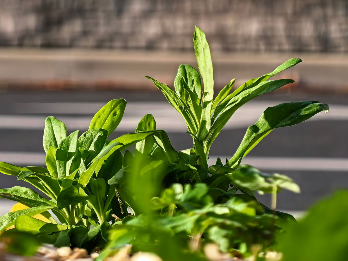 huawei pura 80 ultra test