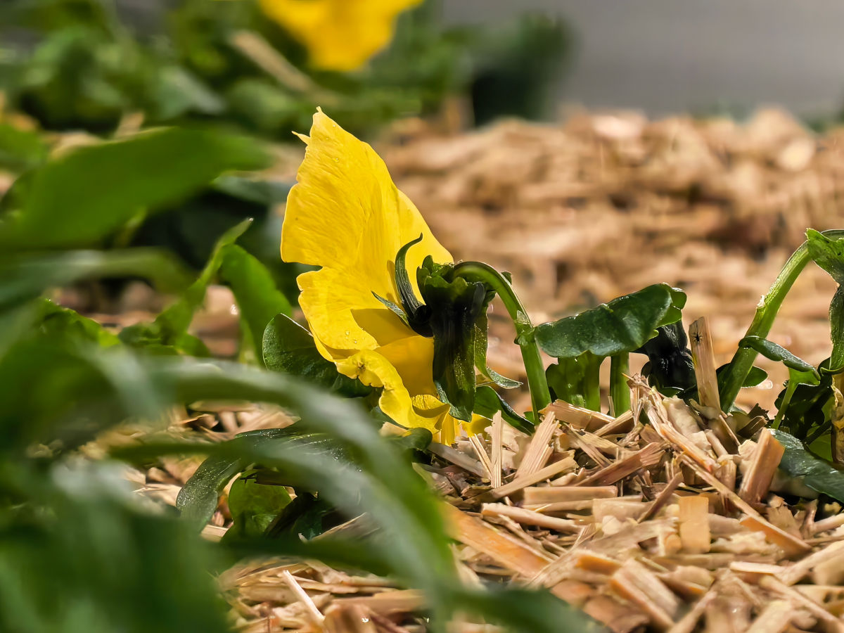 huawei pura 80 ultra test