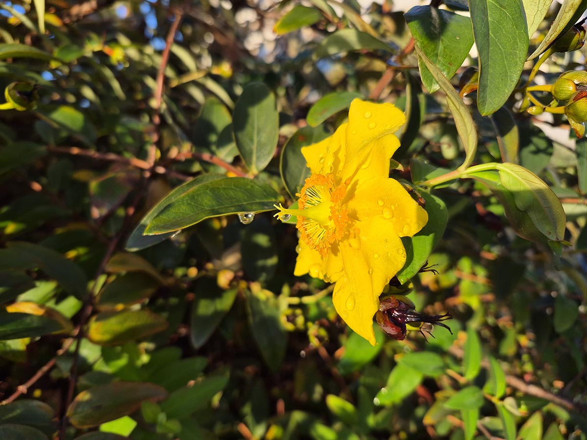 samsung galaxy s25 fe test