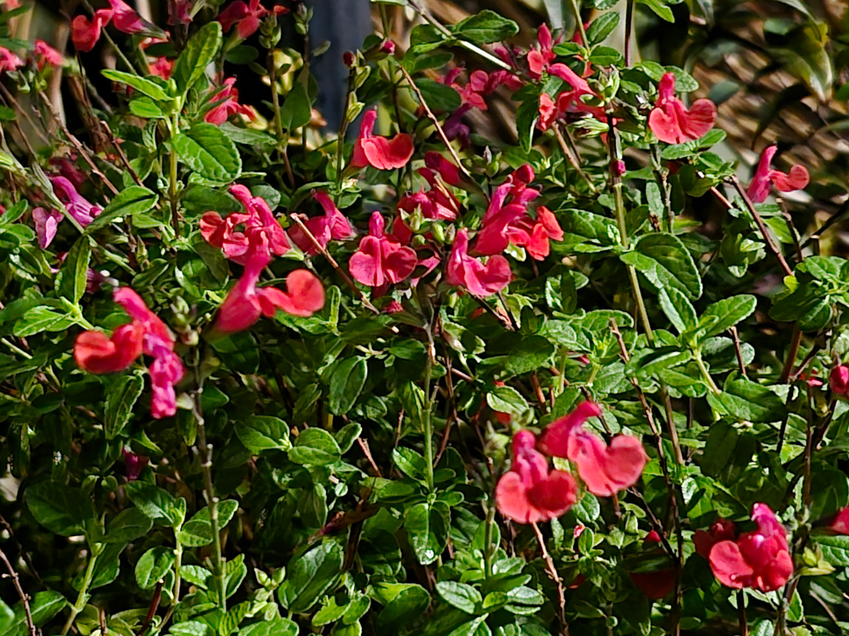 samsung galaxy s25 fe test