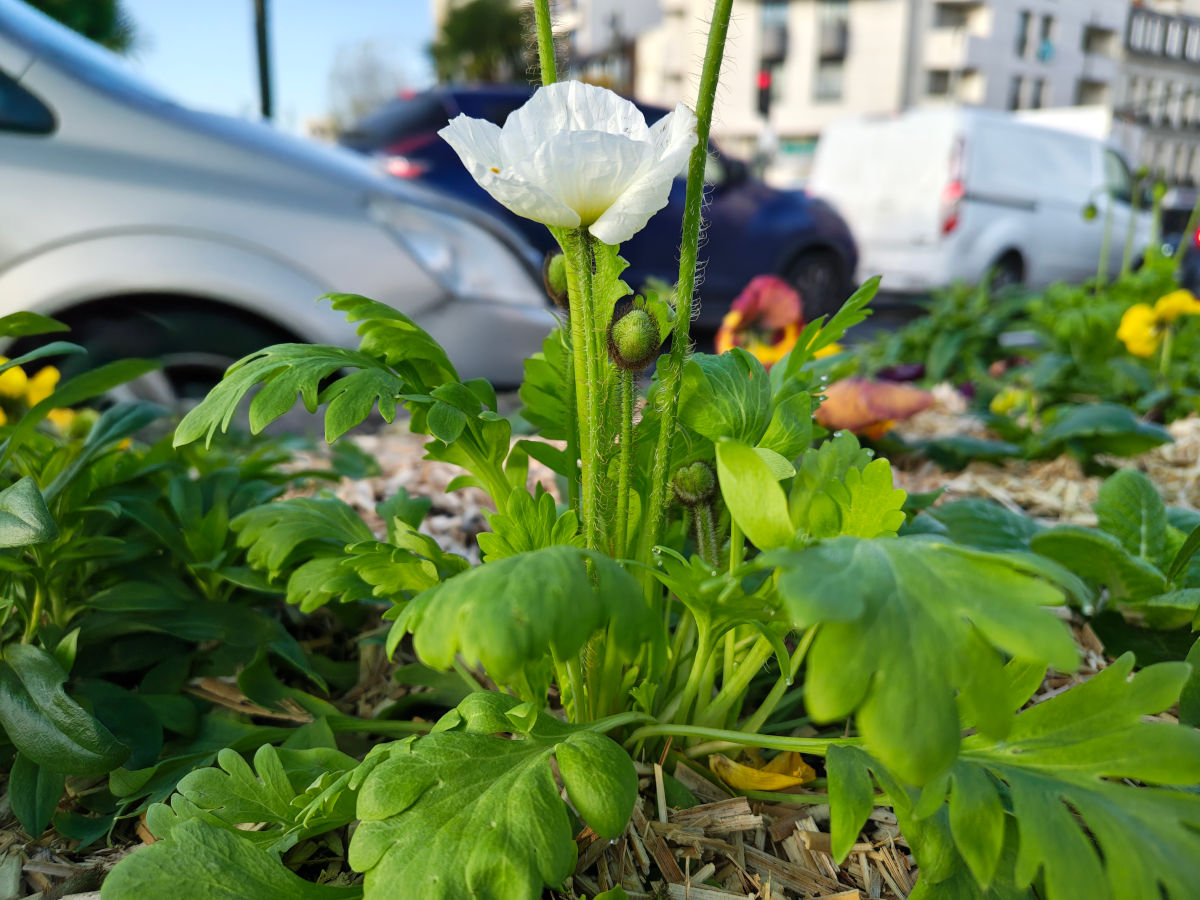 motorola edge 70 test