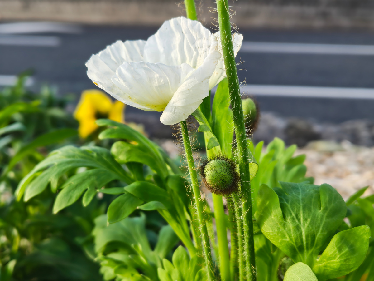 motorola edge 70 test