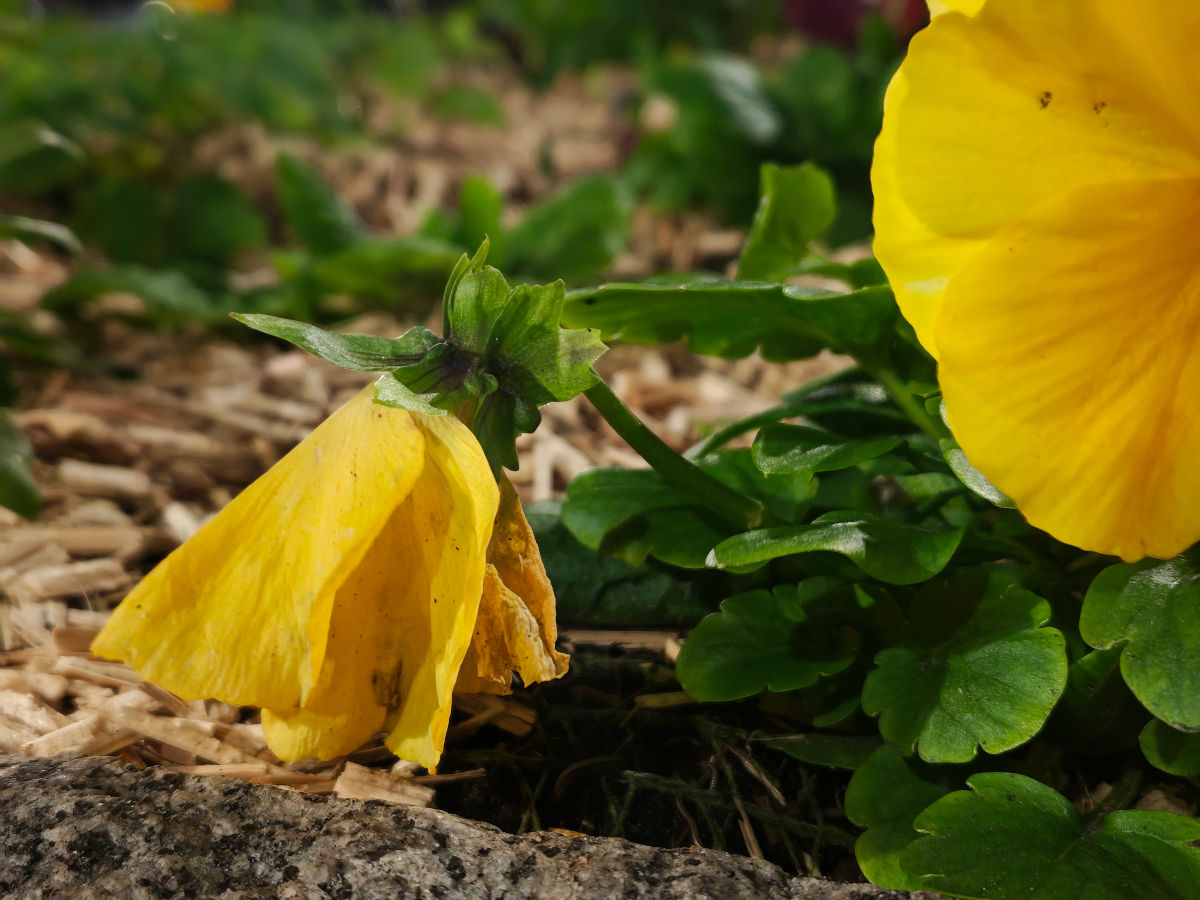 motorola edge 70 test