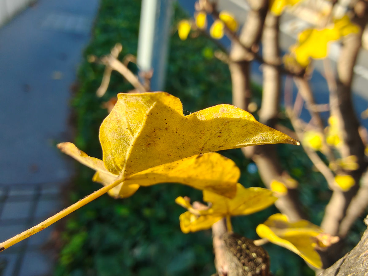 motorola edge 70 test