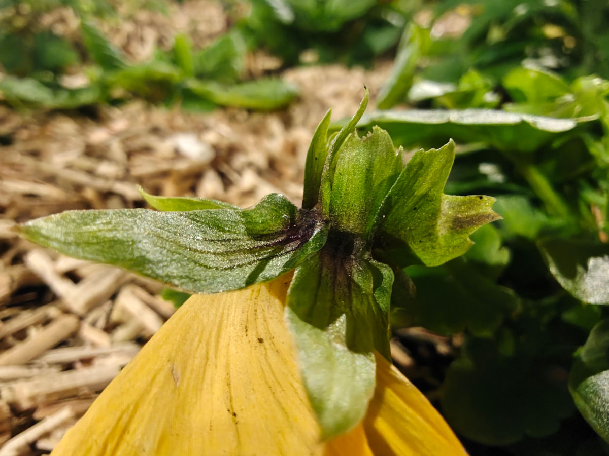 motorola edge 70 test