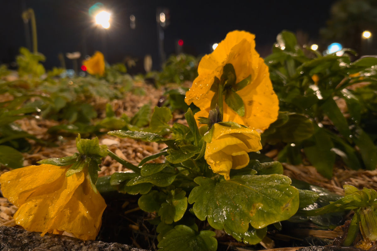 realme gt 8 pro test