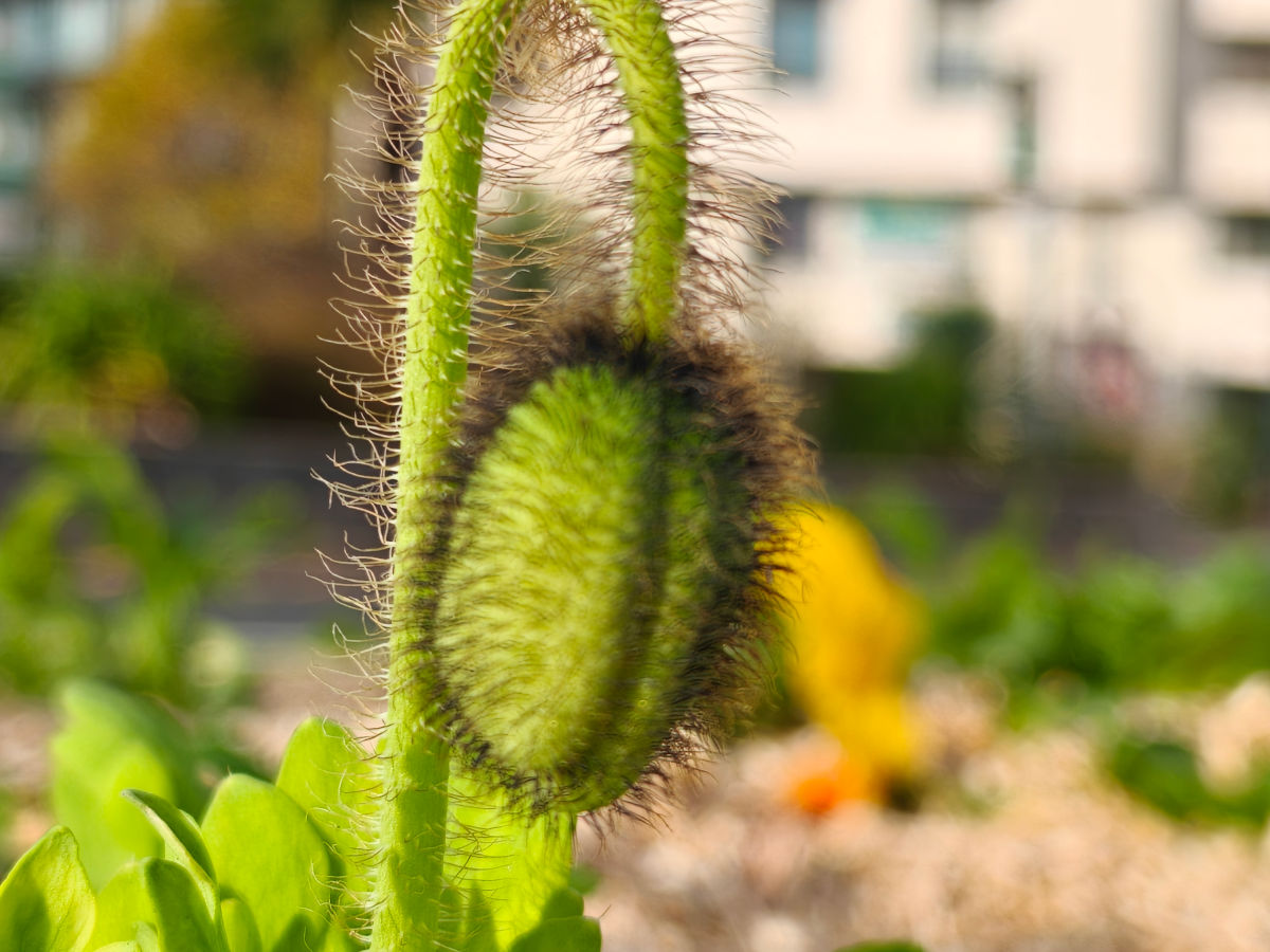 realme gt 8 pro test