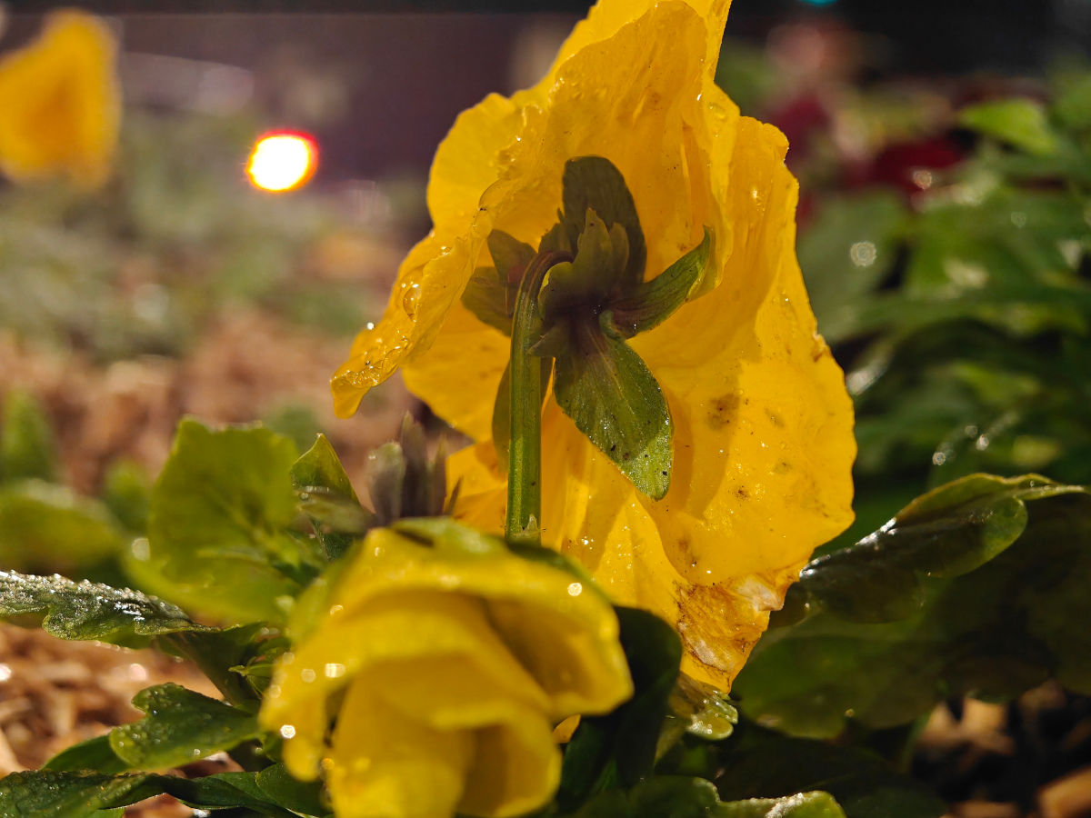 realme gt 8 pro test