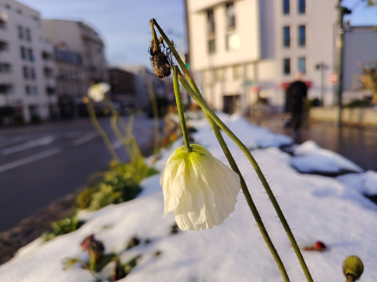 honor magic8 lite test