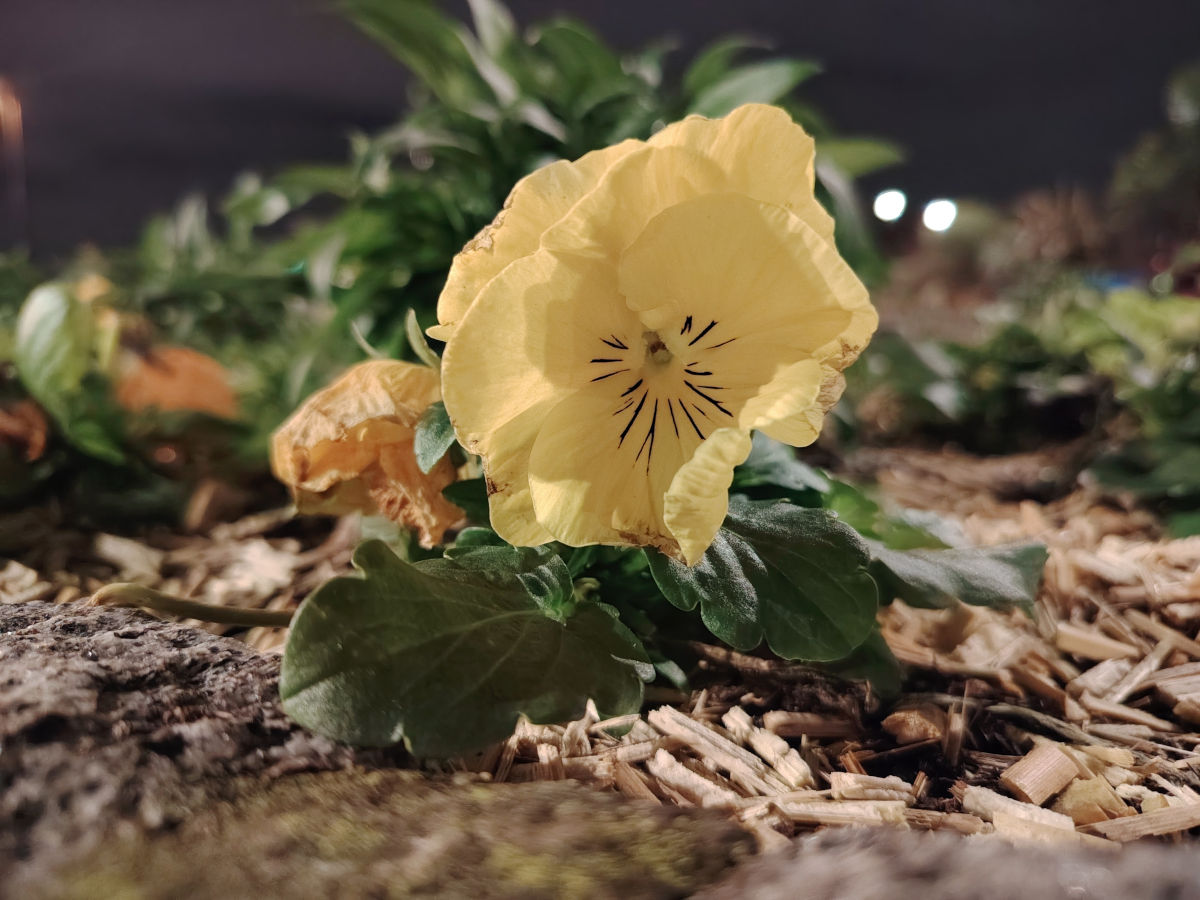 honor magic8 lite test