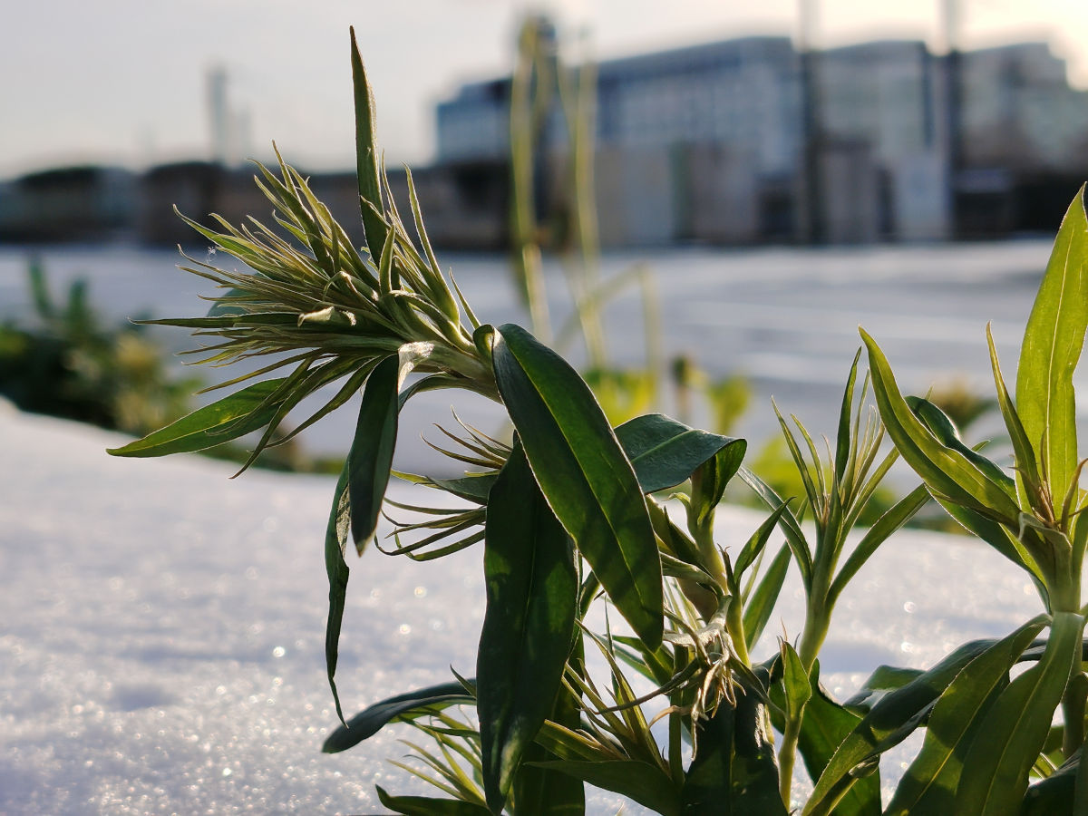 honor magic8 lite test