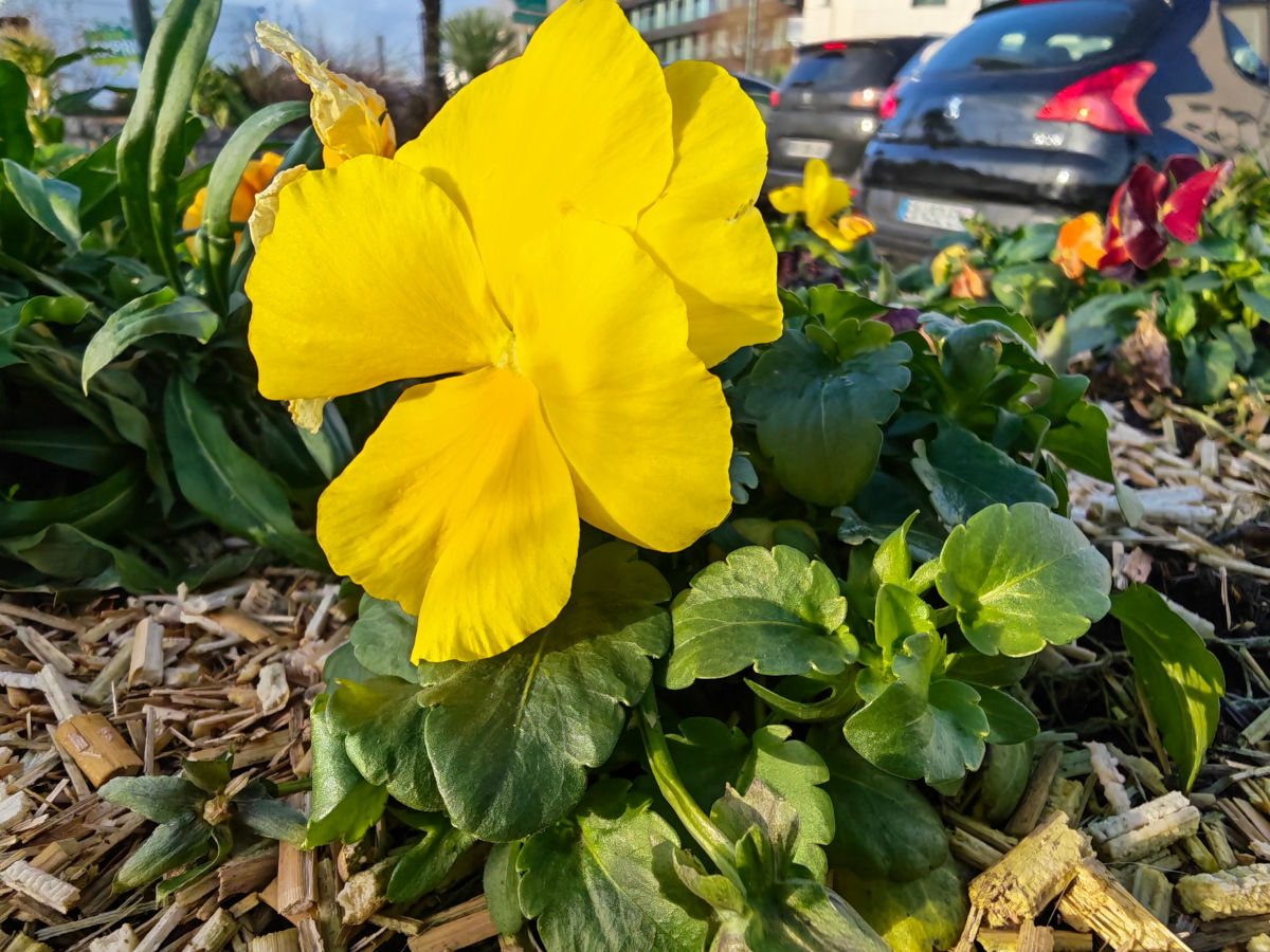 honor magic8 pro test