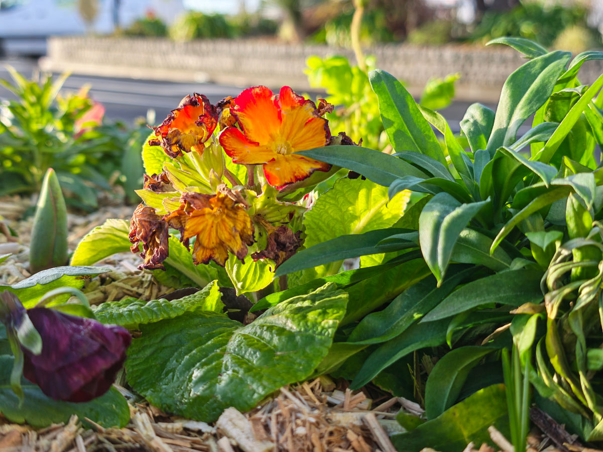 honor magic8 pro test